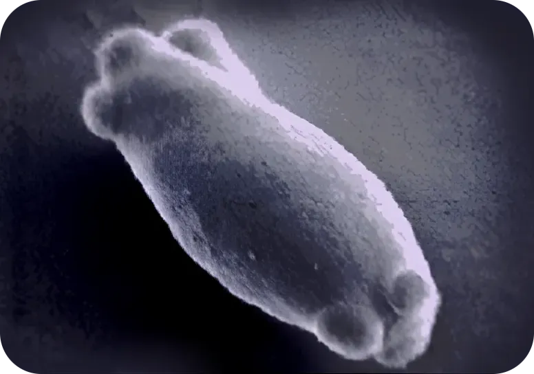 Cellules de Brettanomyces observées au microscope