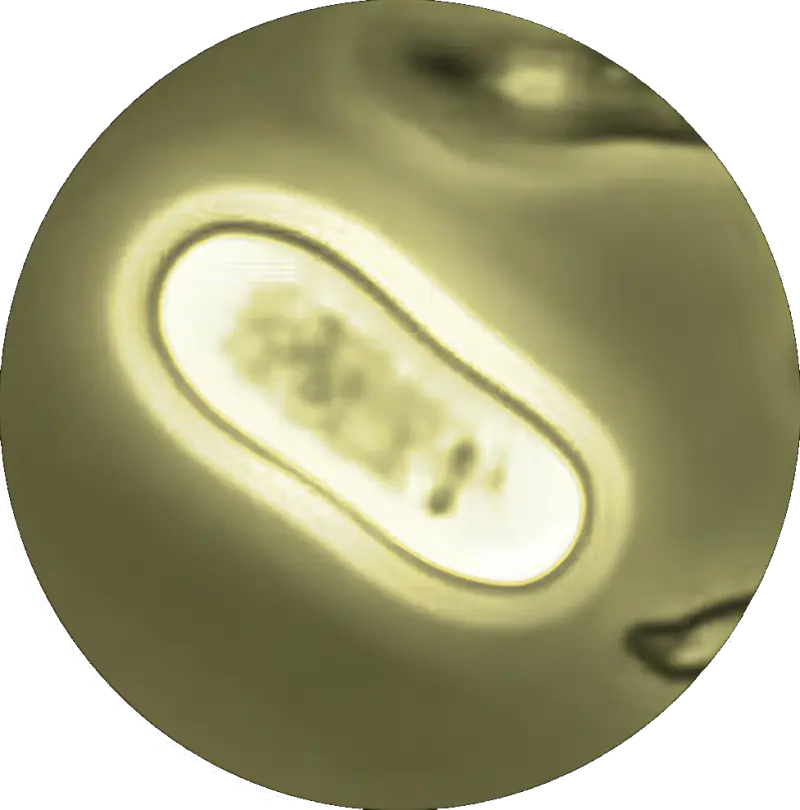 Illustration au microscope d'une levure de type Saccharomyces